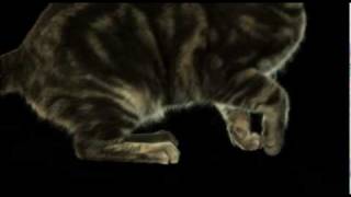 Amazing Slow Motion Leaping Cat [upl. by Vanhomrigh]