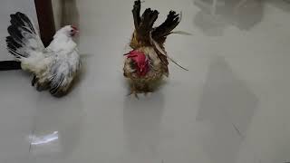 My honey rooster is today to mutch angry on his girlfriend japanesebantom bantamchicken bantam [upl. by Ettenoj]