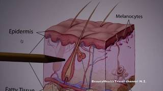 9 Cosmetology Skin Structure and Function [upl. by Kurth]