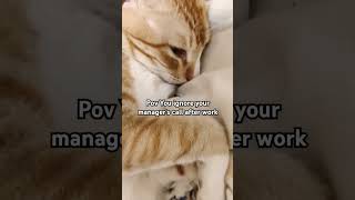 He doesnt like to be contacted after office hours ❌ cat orangecat funny indian office memes [upl. by Notlit]