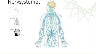 Nervsystemet [upl. by Telracs]