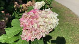 Quick Fire Fab Hydrangea [upl. by Sissy]