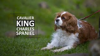 Cavalier King Charles Spaniel  Complete Facts For The Owners [upl. by Searcy]