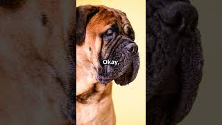 English Mastiff or Bullmastiff Which Giant Breed is Right for You shorts [upl. by Cram]