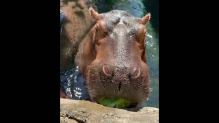 Two hippos eating watermelon 🍉🦛 [upl. by Tiertza357]