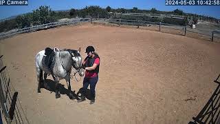 Appaloosas cool downs and rollsygequestrian horse horsetraining horseriding equestrianlife [upl. by Naamana]