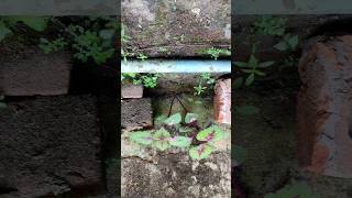 সাবধান is flower garden ko like share comment karnayoutubeshorts [upl. by Suruat193]