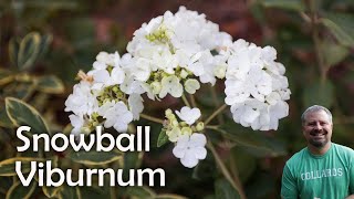 Viburnum macrocephalum  Chinese Snowball Viburnum [upl. by Aeneg]