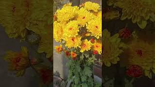 My terrace gardenguldaudi floweryoutubeshorts Bollywood song [upl. by Topliffe576]