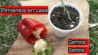 Cultivo de Pimientos en casa  Como sembrar Pimiento Chile Ají  Germinar Pimientos [upl. by Greeson752]