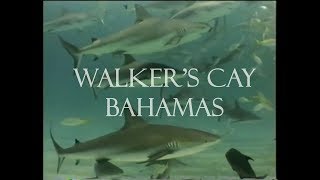 SCUBA Diving with Sharks in Walkers Cay Bahamas quotShark Rodeoquot [upl. by Ahsenroc768]