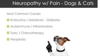 Causes of Neuropathy and Neuropathic Pain in Dogs amp Cats [upl. by Kramer]