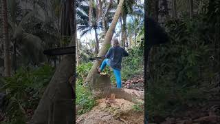 Cutting of Falcata Tree P 1 [upl. by Rollie750]