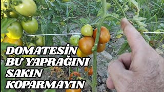 Domatesin Bu Yaprağı Sakın Koparmayın [upl. by Annaesor]