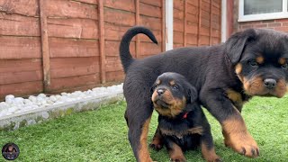 4 Weeks Old Rottweiler Puppies Meet 6 Weeks Old Rottweiler Puppies [upl. by Haakon]