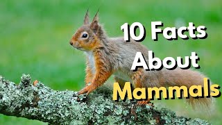 10 Facts About Mammals Everyone Should Know [upl. by Shaina687]