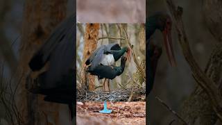 Black stork mating wildlife animals nature love shorts viral trending [upl. by Hugon]