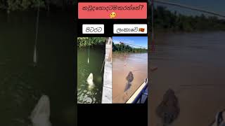 මතු වෙන විදිය තමයි ගැම්ම 🇱🇰❤️ Alligetor vs crocodile  shorts srilanka india viralvideo [upl. by Delbert]