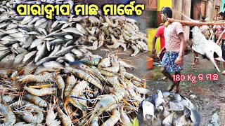 Paradip Fish Market  ଜାଲରେ ପଡିଲା 180kg ର ମାଛ  Paradip port [upl. by Schroder361]