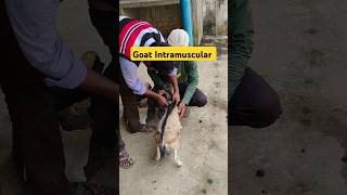 Goat Intramuscular injection goat farming shorts shortvideos animals [upl. by Haynor]