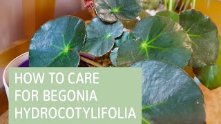 How To Care For Begonia Hydrocotylifolia  Begonia Care Tips [upl. by Ahs]