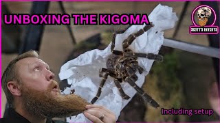 Tarantula Unboxing The Kigoma pterinochilus murinus kigoma DCF [upl. by Shelly]