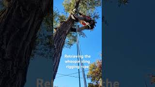 Retrieving the whoopie sling rigging rope arborist treefelling arborist [upl. by Kolosick106]