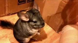 The Chinchilla Song [upl. by Iblok]