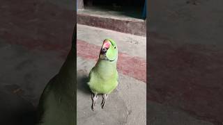 Parrot funny mummy catlover catvideos parrot funnyparrot funnyvideo 😂🦜monkey shorts [upl. by Esertal]