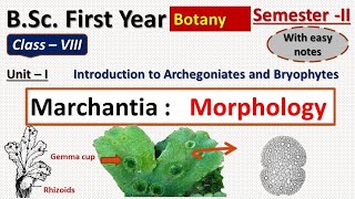 Marchantia morphology [upl. by Dwayne]