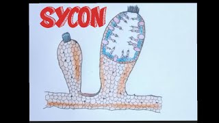 How to draw sycon sponge easily [upl. by Landan821]