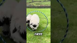 Discover Valais Blacknose Sheep a very cute pet sheep breed animals pets [upl. by Anerul]