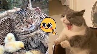 Funniest Cats Videos 😺😺 Funny Cats World 40 [upl. by Auqinaj]