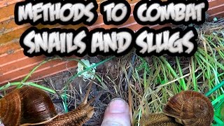 10 Methods To Combat Snails And Slugs  Ecologic  Tonis Organic Vegetable Garden [upl. by Rama]