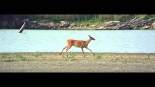 Deer  slowmotion [upl. by Cormack805]