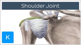 Shoulder joint Movements bones and muscles  Human Anatomy  Kenhub [upl. by Jae710]