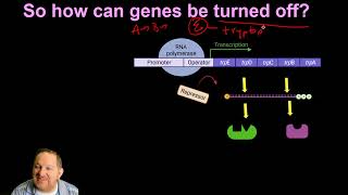 30 Bacterial Gene Expression  The Operon [upl. by Miyasawa]