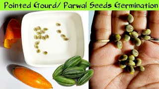 How To Grow Pointed Gourd From Fresh Seeds  Parwal From Seeds  Parval Germination [upl. by Kirven]