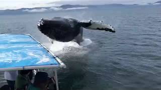 Humpback Soaks Alaska Whale Watchers During Close Encounter [upl. by Enerual259]