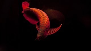 Superb Red Arowana The Best Shots Part 1mov [upl. by Barbee]