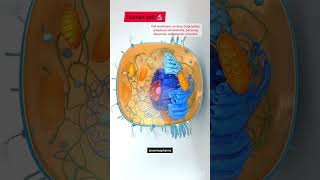 Cell and parts of human cells cellmembrane nucleus cytoplasm mitochondria Golgibodies lysosome [upl. by Ynaffital]