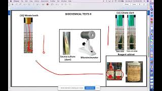 Biochemical Test Nitrate and Citrate Test Part 1 [upl. by Airpac]