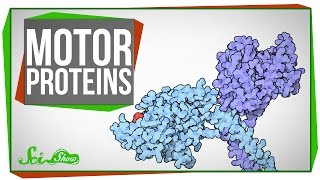 Motor Proteins Tiny Pirates in Your Cells [upl. by Giarg]