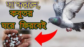 হারানো কবুতর ফিরে পাওয়ার উপায়কবুতর হারিয়ে যায়Ways to get lost pigeons backR360pigeon tips [upl. by Inahpit]