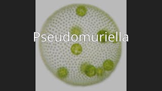 Pseudomuriella [upl. by Nwahsak525]