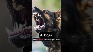 Top 10 Most dangerous animals in the world shorts shortvideo animals [upl. by Atteuqehs]