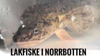 LAKFISKE I NORRBOTTEN [upl. by Einnahpets]