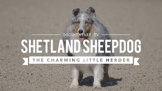 ALL ABOUT HERDING SHETLAND SHEEPDOGS [upl. by Cathee531]