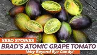 SEED STORIES  Brads Atomic Grape Tomato Way Beyond Eye Candy [upl. by Calendra]