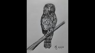 How to draw a ruru morepork [upl. by Aiek369]